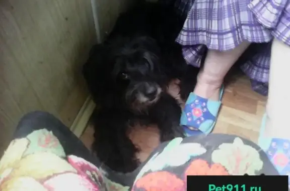 Пропала собака на ул. 40 лет ВЛКСМ, Владивосток