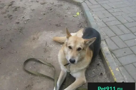 Найдена собака на пр. Гагарина, д. 110 