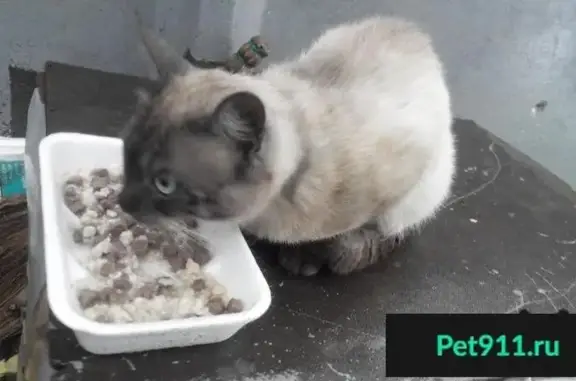 Найдена кошка в Отрадном, Москва