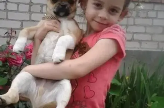 Собаки потеряшки, Зеленчукская, фото: Потеряшка собака в Зеленчукской станице