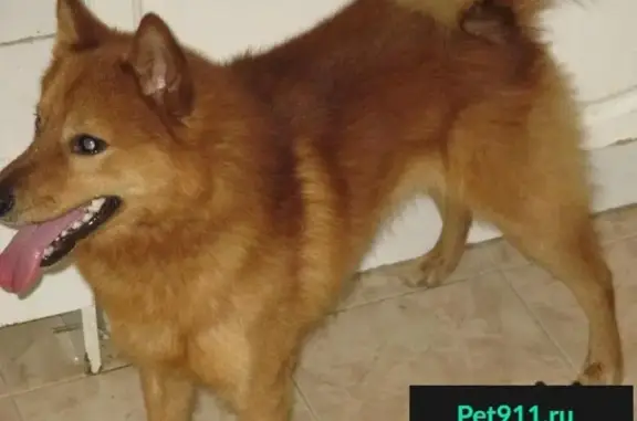 Пропала собака Дёма в Вартемягах, вознаграждение гарантировано