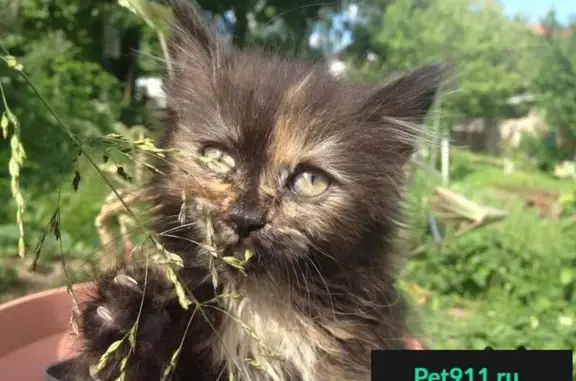 Пропала кошка в поселке Захарово, Ногинского района