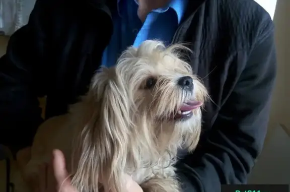 Найдена собака на Большой Косинской, номер для связи в Москве