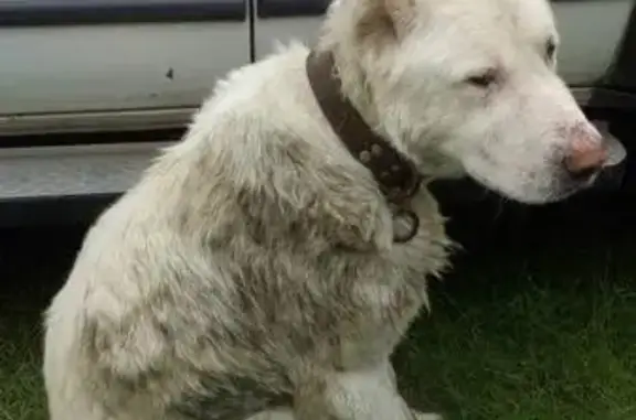 Найдена собака в д. Спирино, Новосибирская область