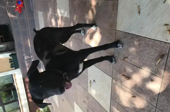 Найдена собака в хуторе Ленина, Краснодар.