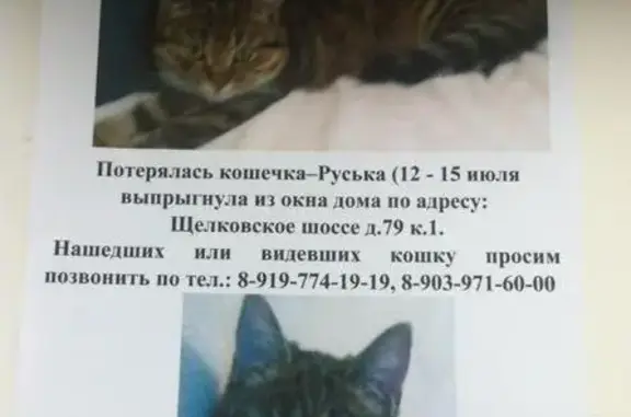 Пропала кошка на Щелковском шоссе