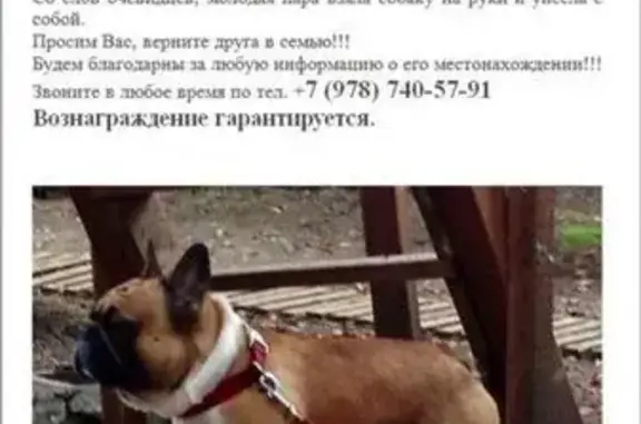 Пропала собака на Массандровском пляже, Ялта, Россия