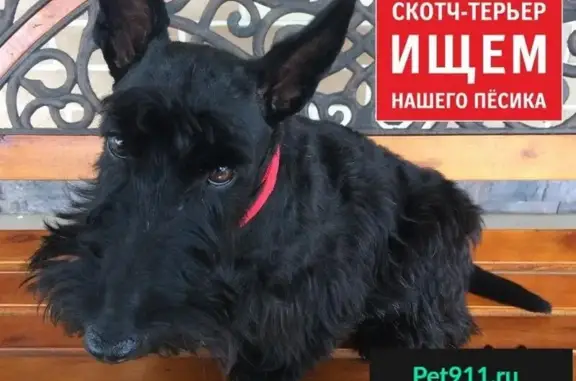 Пропала собака в Домодедовском районе, похожей на скотч-терьера.