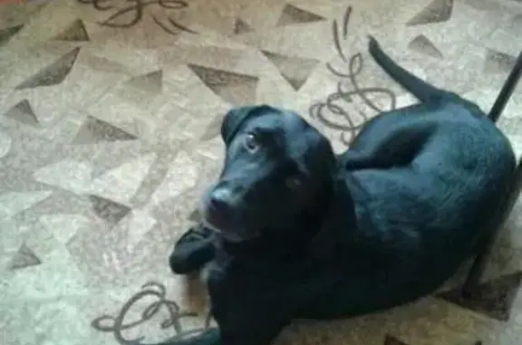 Найдена собака в Ростове: метис лабрадора, девочка, послушная