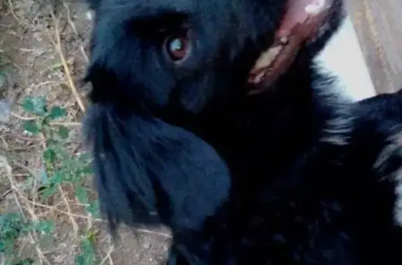 Найдена собака в Верхней Березовке, Улан-Удэ