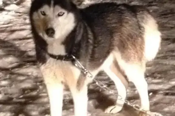 Пропала собака Хаски в Иглино, Башкортостан