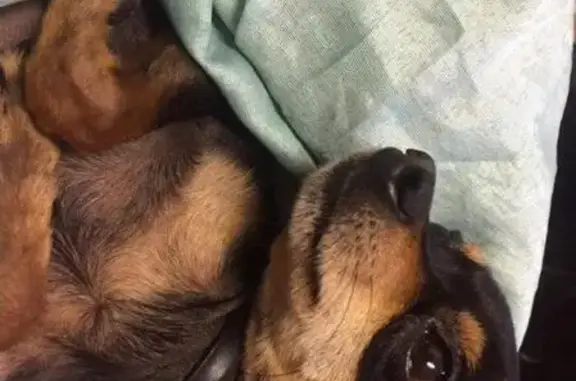 Собаки потеряшки, городской округ Певек, фото: Потеряшка собака в г. Певек, река Июнь