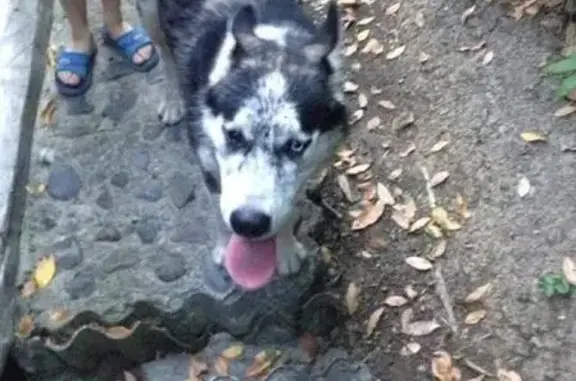 Пропала собака на улице Альпийской, Сочи