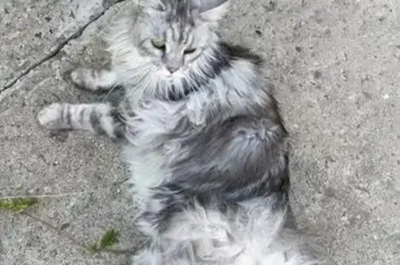 Кошки потеряшки, Чемодурово, фото: Потеряшка кошка в деревне Чемодурово