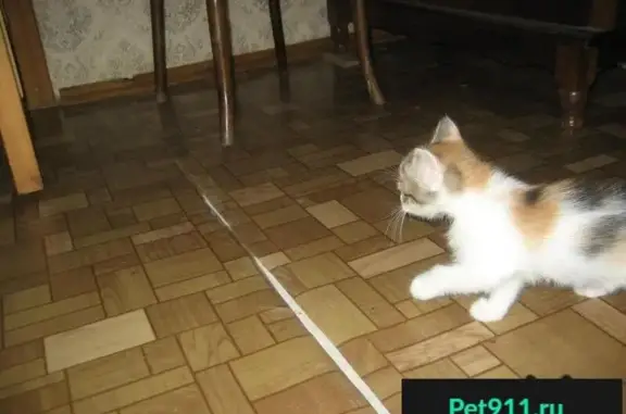 Пропала трёхцветная кошка и чёрно-белый котенок на Сенном рынке, Саратов.