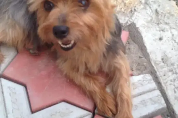 Пропала собака Лола на Комсомольской, 107