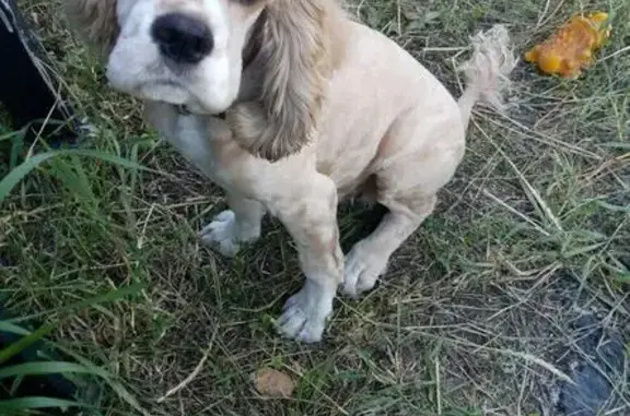 Пропала породистая собака в Белгородской области