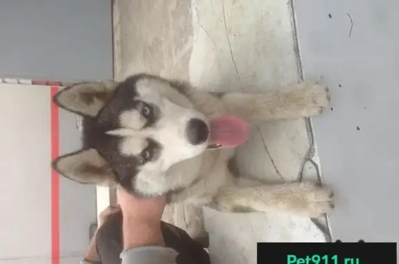 Собака найдена возле станции Водный стадион, Москва