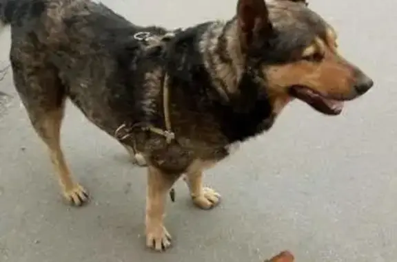 Найдена собака в Очаково-Матвеевском районе!
