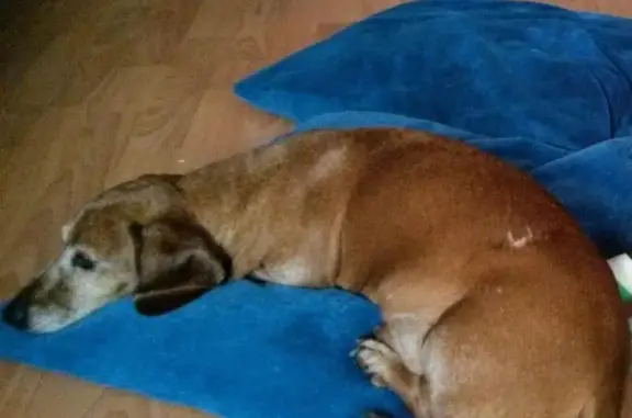 Пропала собака Макс в Красногвардейском районе