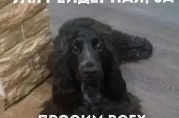 Пропала собака в Астрахани, 6-й мкр-он, чало-голубой окрас.