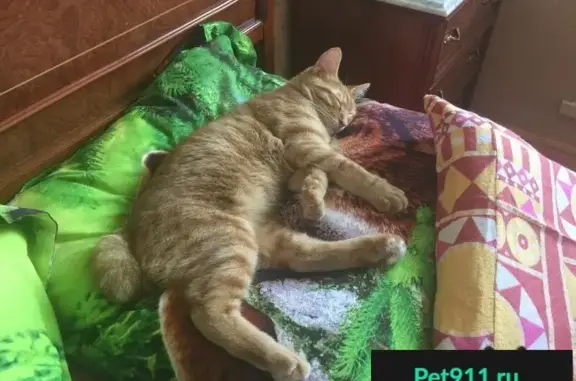 Пропал кот Тимоша в Садовом обществе Стандарт, Красноярск