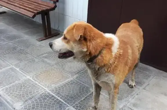 Найден пес на улице Мусы Джалиля, ищет хозяина (м. Зябликово - м. Красногвардейская)