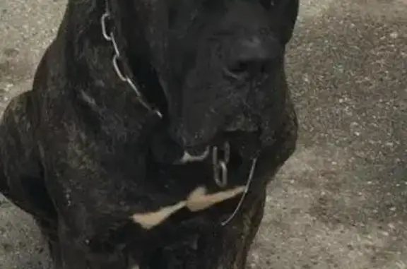 Найдена собака в Сегеже, Республика Карелия