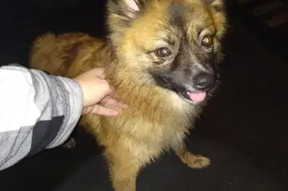 Найдена ласковая собака в Москве на Литовском бульваре