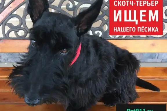 Пропала собака в Домодедовском районе, вознаграждение!