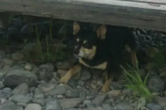 Пропала собака на остановке Темп, Республика Саха (Якутия)