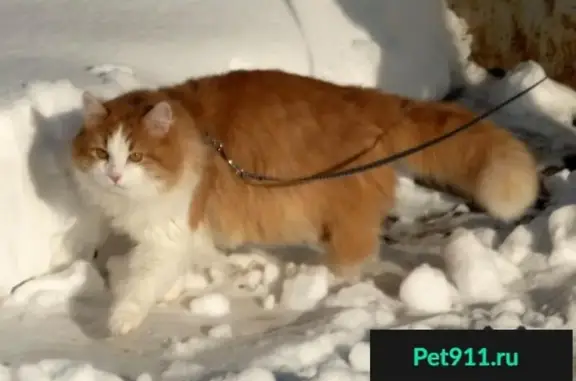 Кошки потеряшки, Уфа, фото: Потеряшка кошка в СНТ 