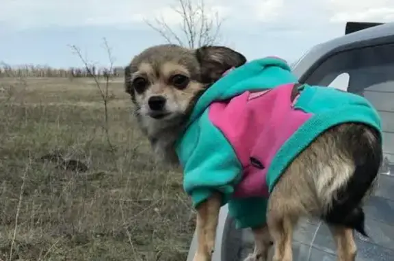 Пропала собака метис чихуахуа в Саратовском районе