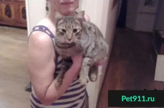 Кошка найдена на ул. Зверинская в Петроградском районе