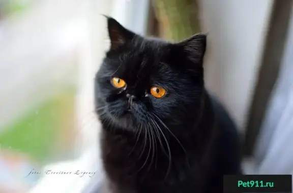 Кошки потеряшки, Липовая Роща, фото: Потеряшка кот ЖэКа, адрес: Юбилейная ул, 6.