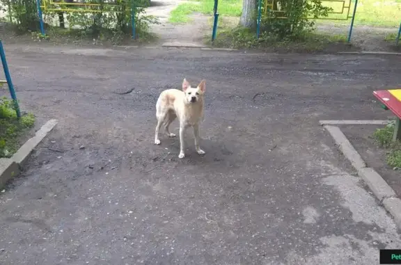 Пропала добрая собака в Малоярославце, Калужская обл.