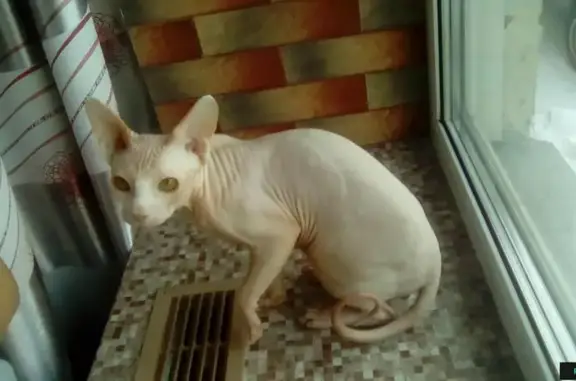 Пропала кошка Канадского сфинкса в Красноярске, микрорайон Черемушки, Тобольская улица 25