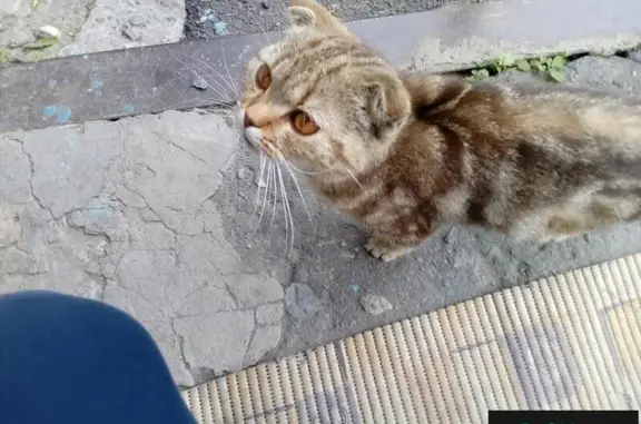 Найдена кошка / потеряшки: Москва, Троицк