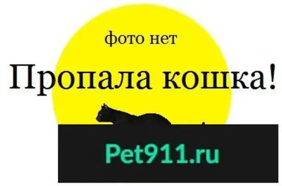 Пропала кошка в Петрозаводске!