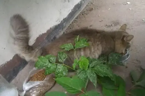 Найдена потеряшка кошка на улице Скворцова-Степанова в Твери