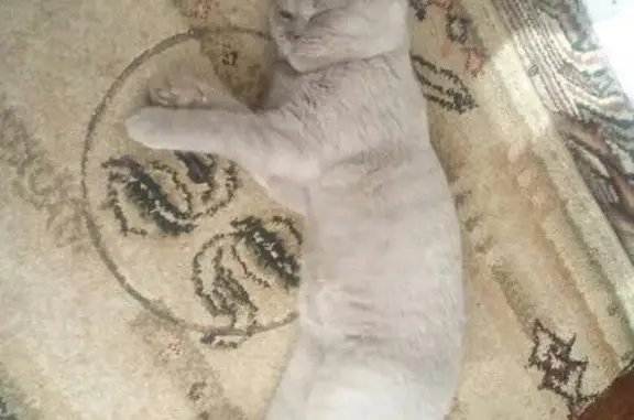 Пропала кошка в Нижнекамске возле магнита