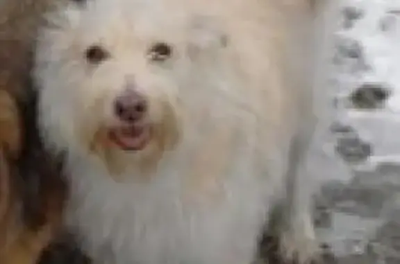 Пропала собака в Зеленоградском Пушкинского района, Новокосино, Москва