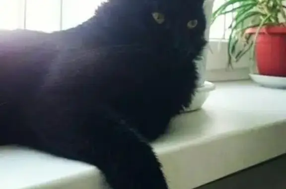 Пропал чёрный кот с Оранжерейной улицы