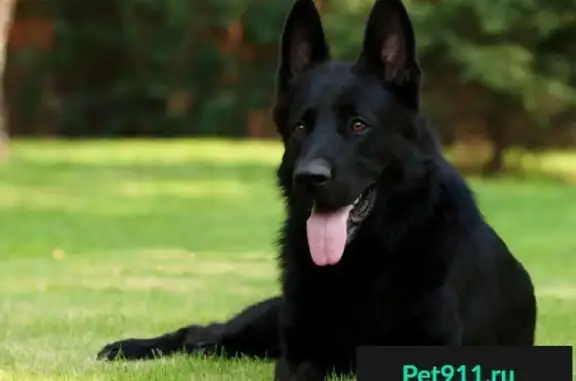 Собаки потеряшки, Биклянь, фото: Потеряшка собака в Тукаевском районе, Республика Татарстан