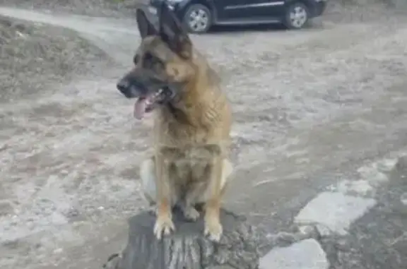 Собаки потеряшки, Детского санатория, фото: Потеряшка умная собака без ошейника на Гвардейской 9А в Городецком районе