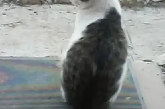 Пропала кошка в Северном Бутово, ул. Грина.