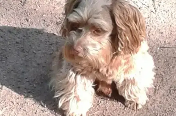 Пропала собака в Ленинградской области, контактные телефоны в объявлении.