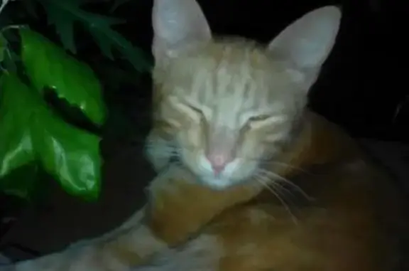 Найден рыжий кот в Красноярске, ул. Маерчака 45