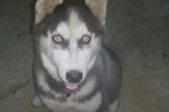 Пропала собака в с. Сергей-Поле, Хаски, вознаграждение гарантировано