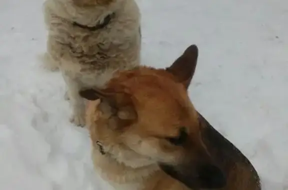 Пропала собака в Ромашково, Одинцовский район